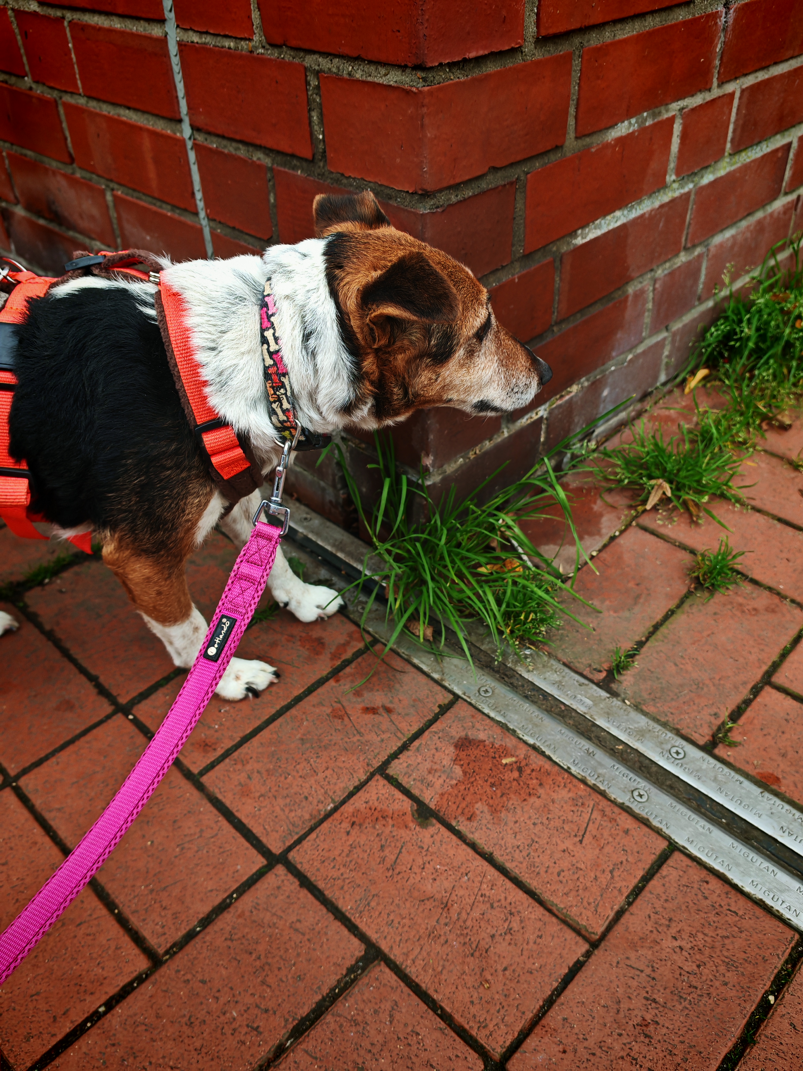 👑 Unsere Hunde-Omi ist da – die Königin des Rudels 👑