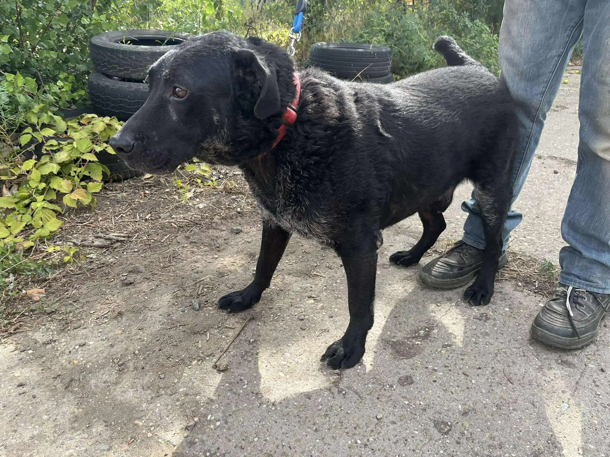 Ich bin Lui und ich warte auf mein Zuhause